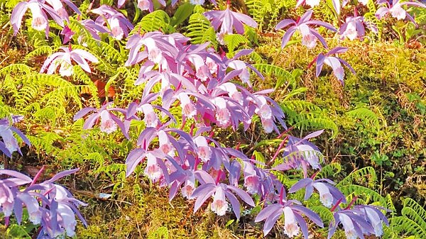 阿里山生態教育館前一葉蘭花況良好,已有花海氣勢。圖/蘇家弘提供