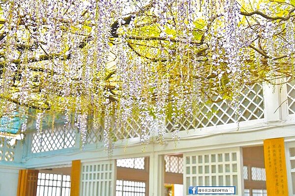 嘉義縣阿里山花季10日結束,園區內的各式花卉仍接力盛開中,圖為盛開中的多花紫藤。(黃源明提供)