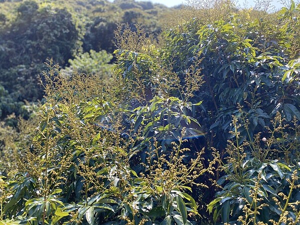 高雄玉荷包今年開花情況不錯，結果率約為花開的4至5成，預估今年5月底收成，產量是去年整體的2倍量。圖／吳芳銘提供