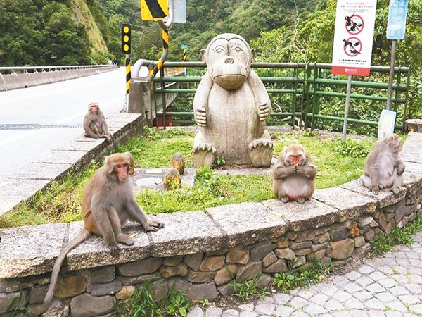 台東縣東河鄉登仙橋的台灣獼猴因遊客餵食，胖得不像樣。 圖／蔡煥棟提供