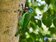 蜀葵綻放、五色鳥築巢　北市象山公園上演生態秀