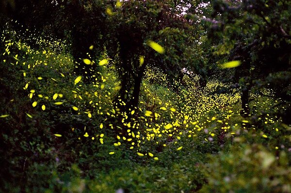 台南市政府決定,在賞螢季假日期間,採實名制限量報名,分時分流管制上山人數,避免成為防疫破口。(台南市政府觀光旅遊局提供