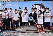 屏東「第一鮪」拍出　公斤9000元再破紀錄