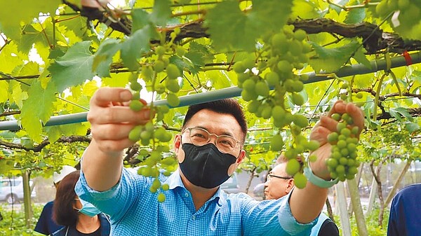 受氣候異常影響,新社葡萄受粉成效不佳,立委江啟臣前往現勘。圖/江啟臣服務處提供