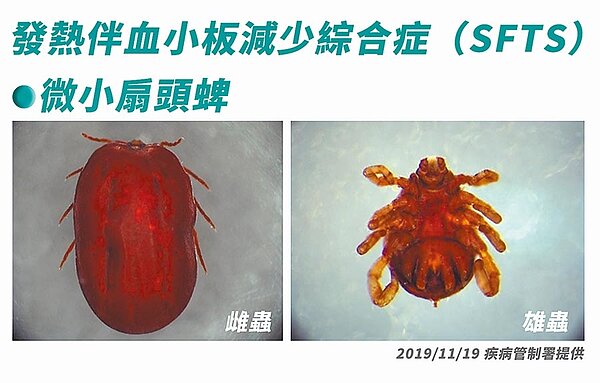微小扇頭蜱。(疾管署提供/林周義台北傳真)