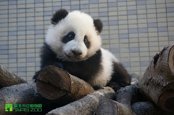超人氣明星「圓仔」,胖胖的身軀實在是有夠可愛。圖/取自臺北市立動物園資料照