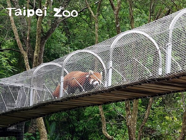 保育員協助小貓熊使用全新的行為豐富化設施。圖/取自臺北市立動物園資料照