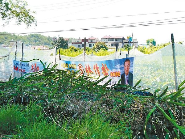 高市美濃農民黃滿德在果園圍籬張掛里長林作松的競選旗幟,下山獼猴誤以為真的有人而止步。記者徐白櫻/攝影