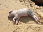 金門發現海漂豬屍感染非洲豬瘟　防疫所監控豬場狀況