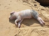 金門發現海漂豬屍感染非洲豬瘟　防疫所監控豬場狀況