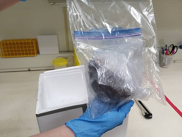 冰存鳥屍檢體外觀。圖/新北動保防疫處提供