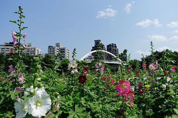 台北市古亭河濱公園種植約6300朵蜀葵，目前已有8成以上盛開。圖／台北市水利處提供