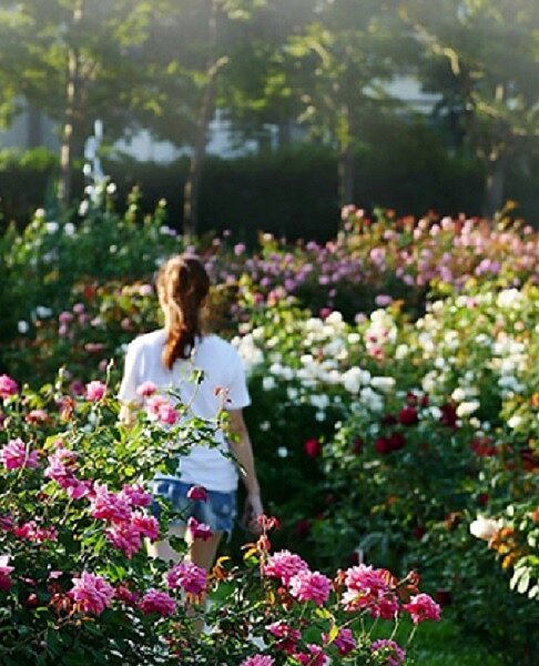 擁有亞洲版凡爾賽宮美譽的臺北玫瑰園，在品種區栽植超過700個品種，花海區也超過150個玫瑰品種，共計2800株。圖／截自2020台北玫瑰展