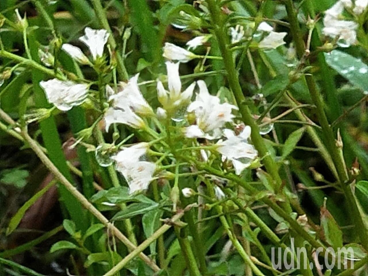 台灣維管束植物紅皮書名錄，將澤珍珠菜評定為區域滅絕等級，列為台灣已滅絕的物種之一。圖／蘇惠昭提供