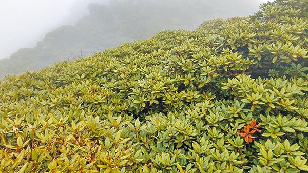 合歡山目前的玉山杜鵑今年開花狀況不佳，多數還只有綠葉。（太魯閣管理處提供／許家寧花蓮傳真）