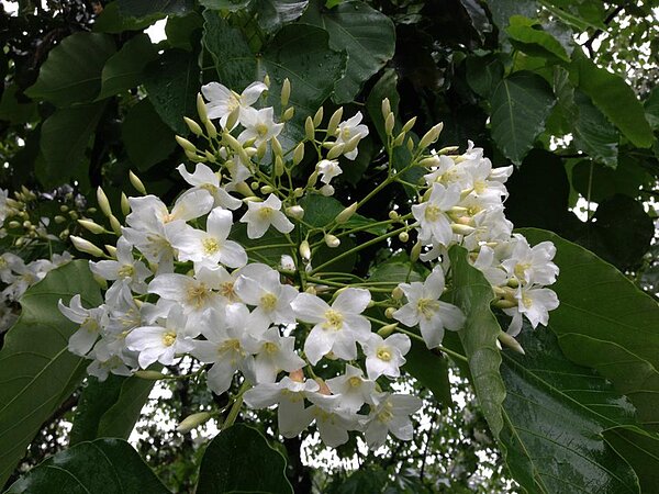 油桐花景點大公開 彰化 挑水古道 超浪漫 好房網news