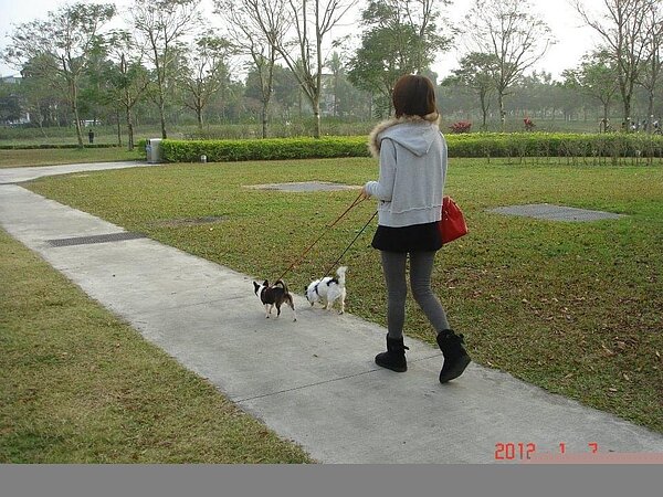 外出遛狗請用牽繩。圖/新北市政府提供
