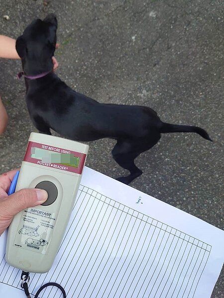 現場掃描寵物晶片。圖/新北市政府提供