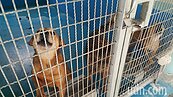 毒狗頻傳、流浪犬誤放新竹　苗縣邀動保人士當面檢討
