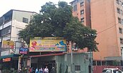 老樹可換建地！　中市首創老樹容積移轉　