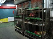 竹市傳統市場禁宰活禽　攤商全力配合