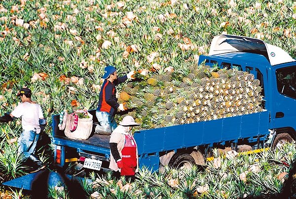 農委會主委陳吉仲表示,農民與漁民受疫情影響不同,補助就不同,所以漁民補助3萬元、農民只發1萬元。(本報資料照片)