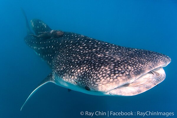 海洋委員會將鯨鯊、雙吻前口蝠鱝,以及阿氏前口蝠鱝列為海洋保育類野生動物名錄,若獵捕、宰殺等,可依野保法判6個月到5年有期徒刑,得併科新台幣30萬到150萬元罰金。圖/生態攝影師金磊提供