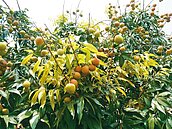 想吃玉荷包？再10天就上市