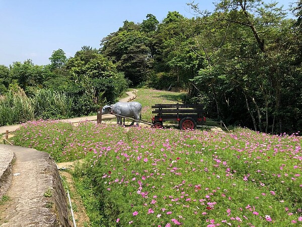 粉紅色波斯菊點亮貓空樟樹步道。圖／台北市大地處提供