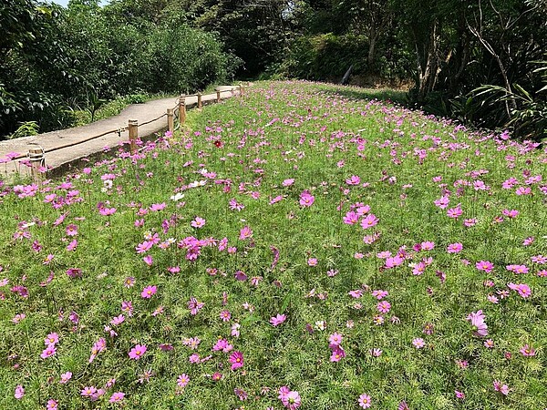 粉紅色波斯菊點亮貓空樟樹步道。圖／台北市大地處提供