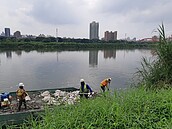 連日高溫少雨　新店溪竟浮死亡魚群