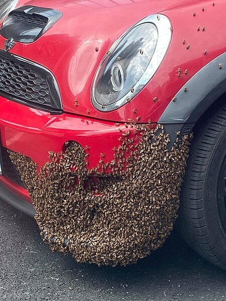 原PO驚見隔壁巷子的車佈滿蜂群。圖擷自臉書社團「爆怨公社」