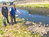 東大溪魚群翻肚　中市府查上游