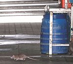 漢他病毒傳染　北市許多公園內鼠患嚴重