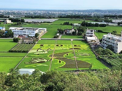 高美濕地現蹤稻田,彩繪彈塗魚、招潮蟹吸睛。圖/台中市政府提供