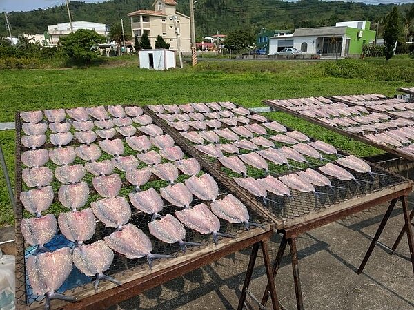 每年清明至端午是屏東縣滿州鄉漁民出海撈捕飛魚季節,今年漁獲量平穩,漁民也忙著曬飛魚干。記者潘欣中/翻攝