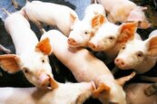 防堵非洲豬瘟　檢舉非法養豬場可拿20%獎金
