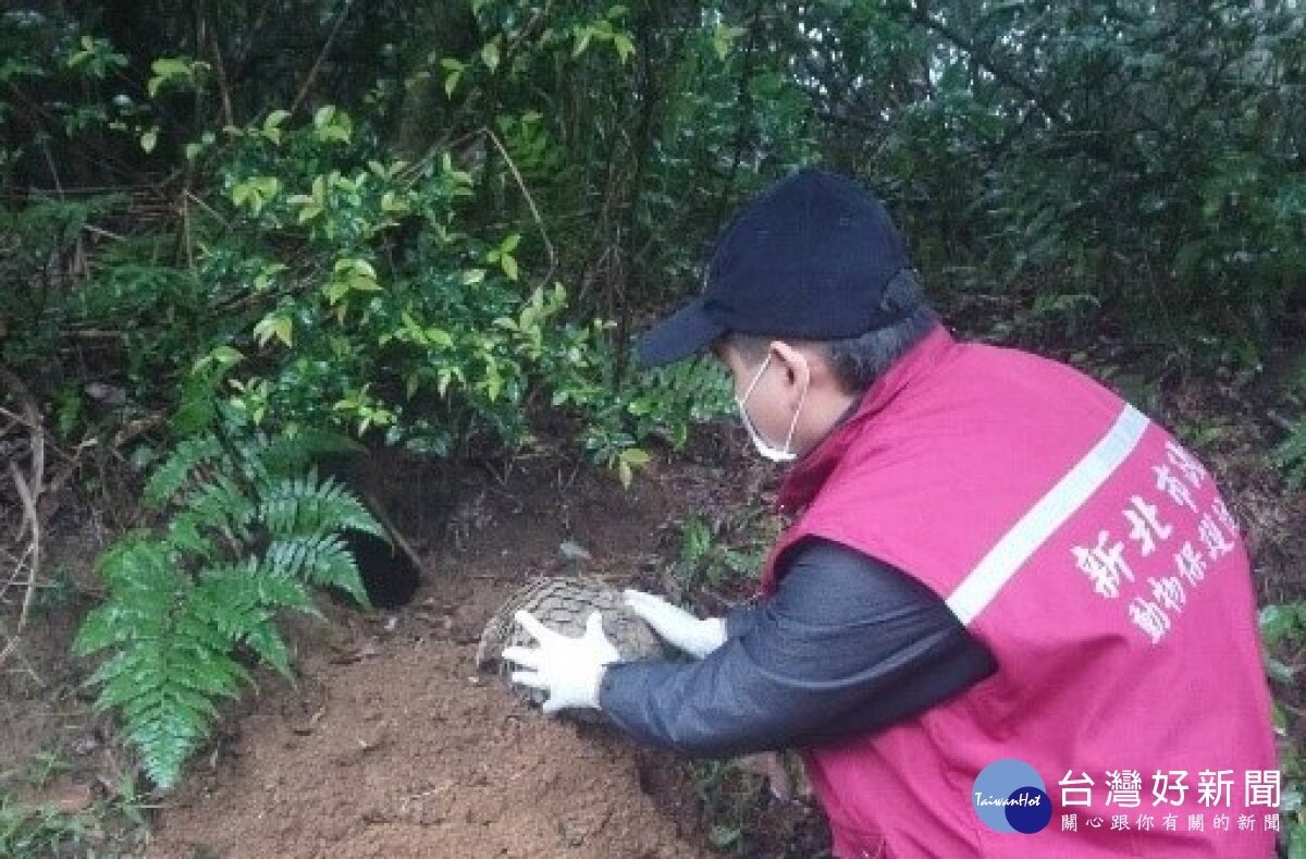 穿山甲僅尾部些微擦傷,身體健康良好,經評估待休息恢復體力在陽明山上原棲息地野放,讓穿山甲重回大自然懷抱。