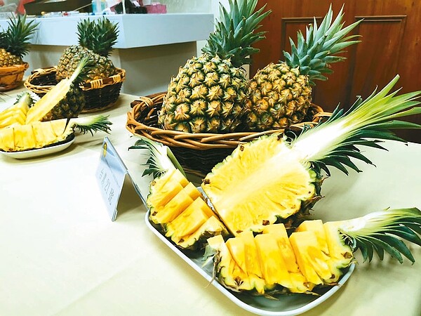 嘉義農試所昨推台農23號新品種「芒果鳳梨」。 記者卜敏正/攝影