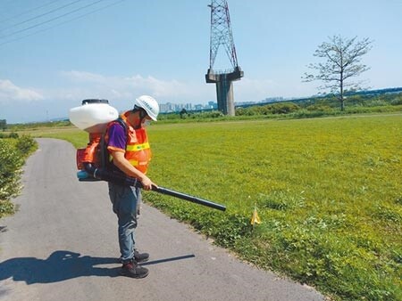 竹北市興隆路河堤草皮近年常發現紅火蟻蹤跡，相關單位定期施藥、防治，以免蟻害叢生。（莊旻靜攝）