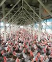 防疫民眾進補　今年雞肉價格翻倍漲到7月
