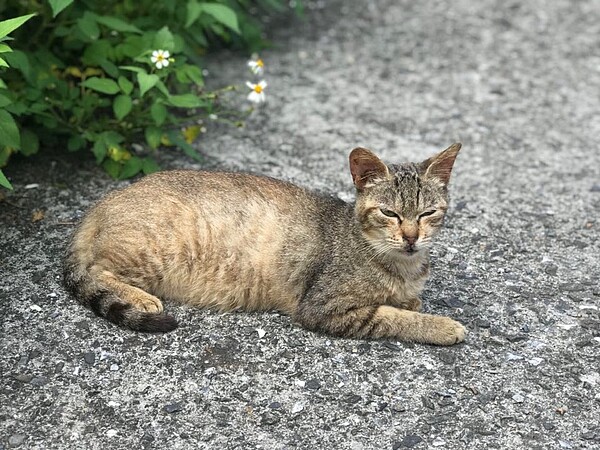 瑞芳猴硐貓村山明水秀,加上喵星人駕到搖身變成國際媒體讚譽賞貓景點之一。圖/好房網News記者黃暐迪攝影