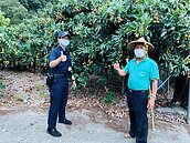 大樹玉荷包　每斤高達300元