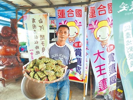 台南市白河區青農吳正雄家的蓮子已開始採收，今年因為氣候關係，許多蓮蓬有7成都是空包彈。（劉秀芬攝）