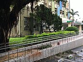 又傳樹倒！桃園公所旁榕樹枝幹斷　險壓毀轎車