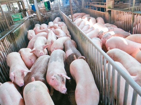春節過後毛豬價格已跌破每公斤60元大關，這是近10年來同期的最低價。 記者蔡維斌／攝影