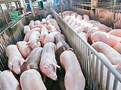 供過於求　豬價跌破10年來新低