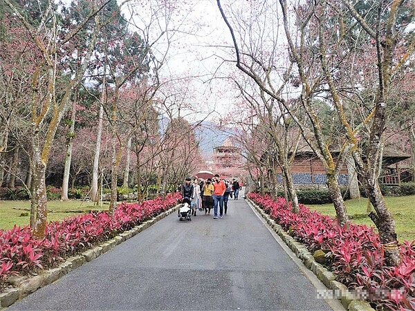 九族文化村園區內種有5000株櫻花，最大宗的是九族百重櫻，約占全部的7成。圖／杜淑諭提供