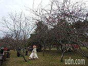 日月潭暨大櫻花季浪漫開跑　群櫻卻集體鬧失蹤