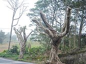 大享街路樹　整排斷頭超驚悚